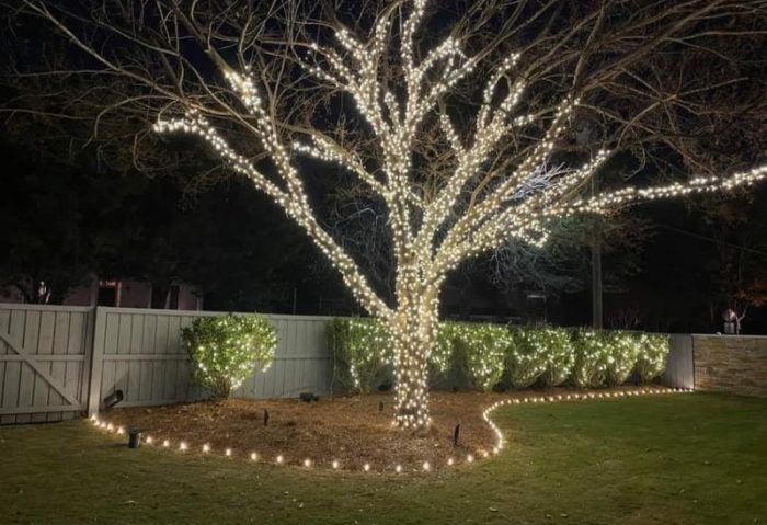 christmas tree - tn